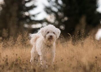 Unleashing Adventure: The Ultimate Guide to Portland’s Best Dog Parks