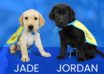 Top Dog Training Schools in NYC: An In-Depth Look at the Best Programs