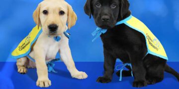 Top Dog Training Schools in NYC: An In-Depth Look at the Best Programs