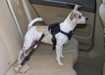 The Shocking Truth About Dog Seat Belts: How to Find the Only Ones That Truly Protect Your Large Dog