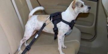 The Shocking Truth About Dog Seat Belts: How to Find the Only Ones That Truly Protect Your Large Dog
