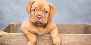 Finally, Dog Boots That Don’t Forget the Dewclaw: One Owner’s Journey