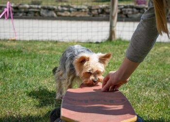 Unleashing Expertise: My Quest for Real Dog Training Education and the Schools That Shape True Professionals