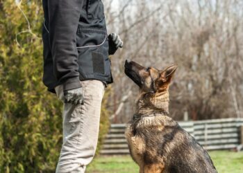 From Chaos to Calm: An Austin Dog Owner’s Journey to the Perfect Training Camp