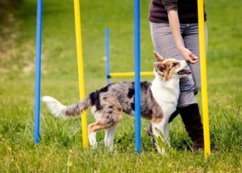 Mastering the Field: A Deep Dive into Top Professional Dog Training Certification Programs