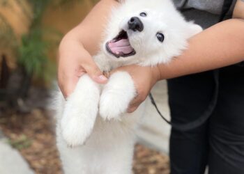 Mastering Dog Training in Minnesota: Your Complete Guide from Puppy Basics to Behavior Fixes