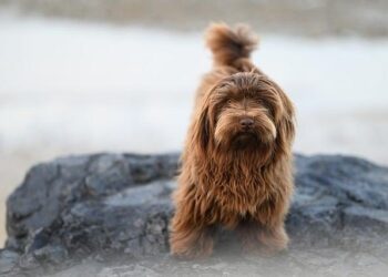 Tuning In to the Unheard Dog: A Journey to Find the Right Frequency