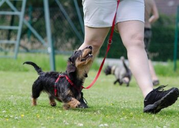 Unlocking Your Dog’s Potential: The Smart Owner’s Guide to Choosing the Perfect Training Program