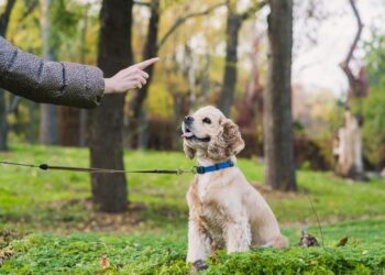The Real Reason Online Dog Training Fails-And How to Finally Get It Right