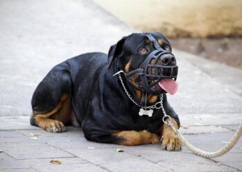 Mastering Your Dog’s Behavior: A Behavioral Economics Guide to Top Online Training