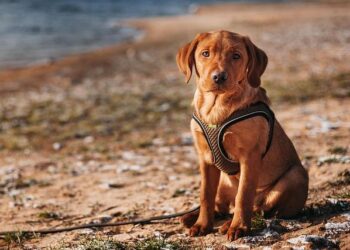 Unleashing Peak Performance: The Ultimate Nutrition Guide for Your Labrador Athlete