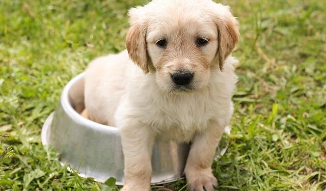 How to Choose the Perfect Dog Water Bowl for Road Trips