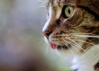 The Ultimate Guide to Choosing the Best Dry Cat Food for Your Modern Carnivore