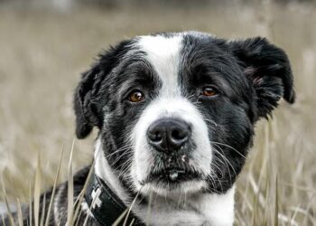 The Dreaded Splash: How a Vet Tech Finally Cured Her Dog’s Swimmer’s Ear