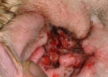 Say Goodbye to Ear Infections: The Ultimate Guide to Healing Your Dog by Tackling the Root Cause