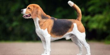 How to Choose the Perfect Outdoor Dog for Your Next Great Adventure