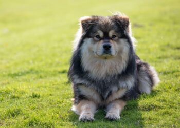 Why Choosing a Dog Is the Most Important Hire You’ll Ever Make