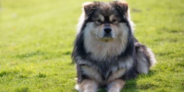 Why Choosing a Dog Is the Most Important Hire You’ll Ever Make