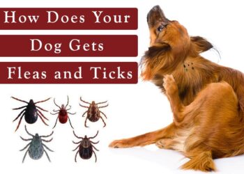 Cracking the Collar Code: The Truth About Flea & Tick Collars for Your Dog