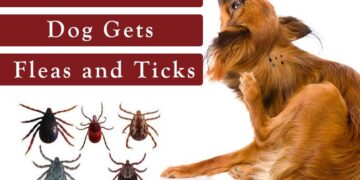 Cracking the Collar Code: The Truth About Flea & Tick Collars for Your Dog