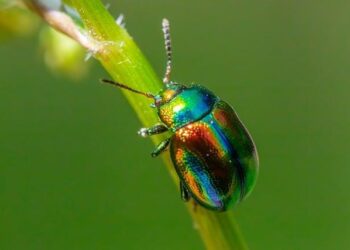 Conquer Fleas for Good: A Strategic Guide to Integrated Pest Management