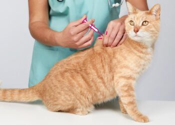 The Cat Treat That Nearly Broke My Feline-And the Vet-Approved Secret That Brought Him Back