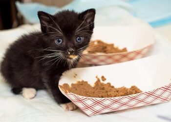 Freeze-Dried Raw Cat Food Uncovered: Expert Tips on Nutrition, Safety, and the Best Brands