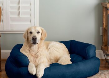 Uncovering the Truth: A Veterinary Behaviorist Reviews the Best Friends by Sheri Calming Donut Bed