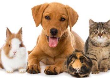 Perfect Presents for Pets: The Ultimate Gift Guide for Every Furry Friend