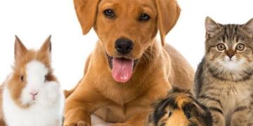 Perfect Presents for Pets: The Ultimate Gift Guide for Every Furry Friend