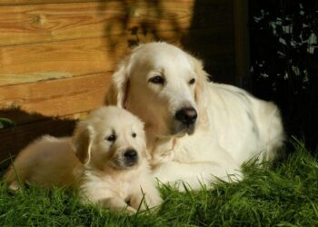 Unlocking Movement: One Dog Owner’s Journey into the Heart and Science of Joint Supplements