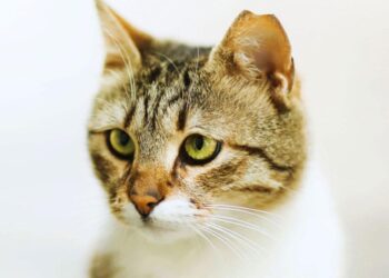 Discovering the Hidden World of Cat Litter: The Science and Soul Beneath the Box