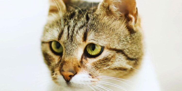 Discovering the Hidden World of Cat Litter: The Science and Soul Beneath the Box