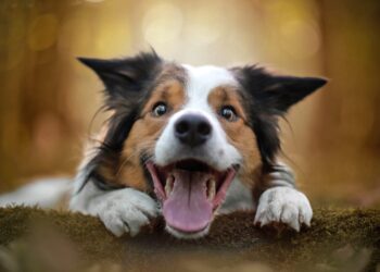 Code Red at the Door: How I Learned to Understand My Dog Instead of Battling Him