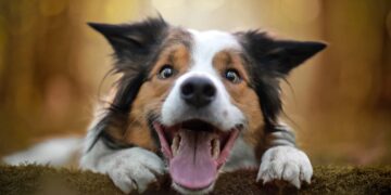 Code Red at the Door: How I Learned to Understand My Dog Instead of Battling Him