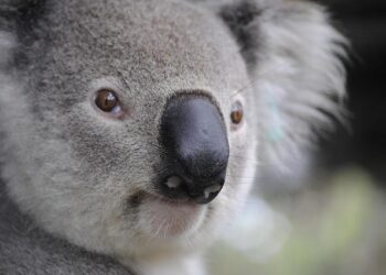 Raising a Confident Pup: A Proven System to Teach Your Puppy Independence