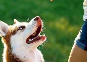 How Letting Go of the ‘Alpha’ Myth Finally Got My Dog to Listen