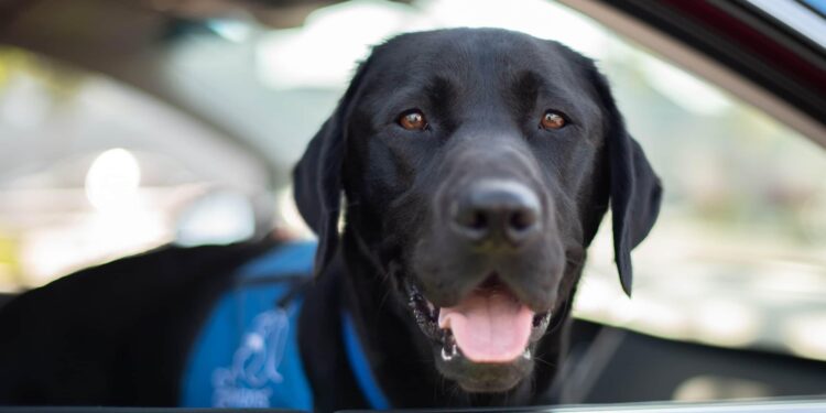 Deploying with Your Dog: A Commander’s Guide to Stress-Free Pet Relocation