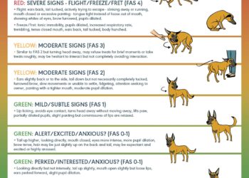 My Dog’s Anxiety Wasn’t Misbehavior – It Was a Cry for Help. Here’s How We Found Peace