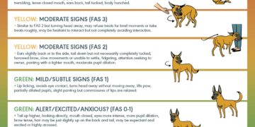 My Dog’s Anxiety Wasn’t Misbehavior – It Was a Cry for Help. Here’s How We Found Peace