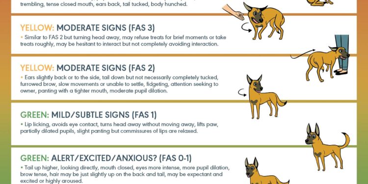 My Dog’s Anxiety Wasn’t Misbehavior – It Was a Cry for Help. Here’s How We Found Peace