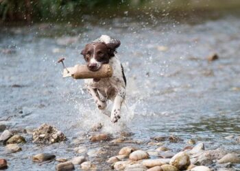 The Ultimate Guide to Moving Your Dog Across the Country: Costs, Tips, and Expert Advice