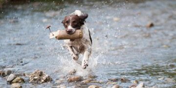 The Ultimate Guide to Moving Your Dog Across the Country: Costs, Tips, and Expert Advice