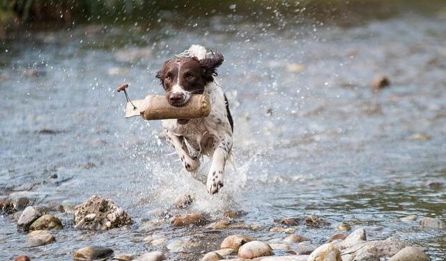 The Ultimate Guide to Moving Your Dog Across the Country: Costs, Tips, and Expert Advice