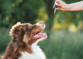 Calming My Anxious Pup: A Heartfelt Journey into the Science and Soul of CBD