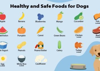 Smart Savings, Happy Tails: A Dog Owner’s Guide to Affordable High-Quality Nutrition