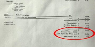 How a $2 Can of Dog Food Turned Into a $200 Vet Bill – And How to Find Quality Wet Food on a Budget