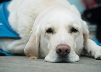 Safer Chews, Happier Pups: A Vet’s Guide to Smarter Dog Play