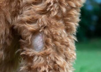 Say Goodbye to the Itch: The Ultimate Guide to Healing Your Dog’s Dermatitis Naturally
