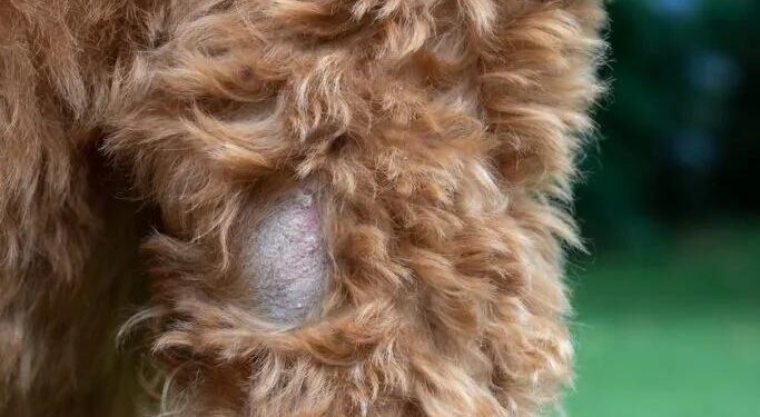 Say Goodbye to the Itch: The Ultimate Guide to Healing Your Dog’s Dermatitis Naturally
